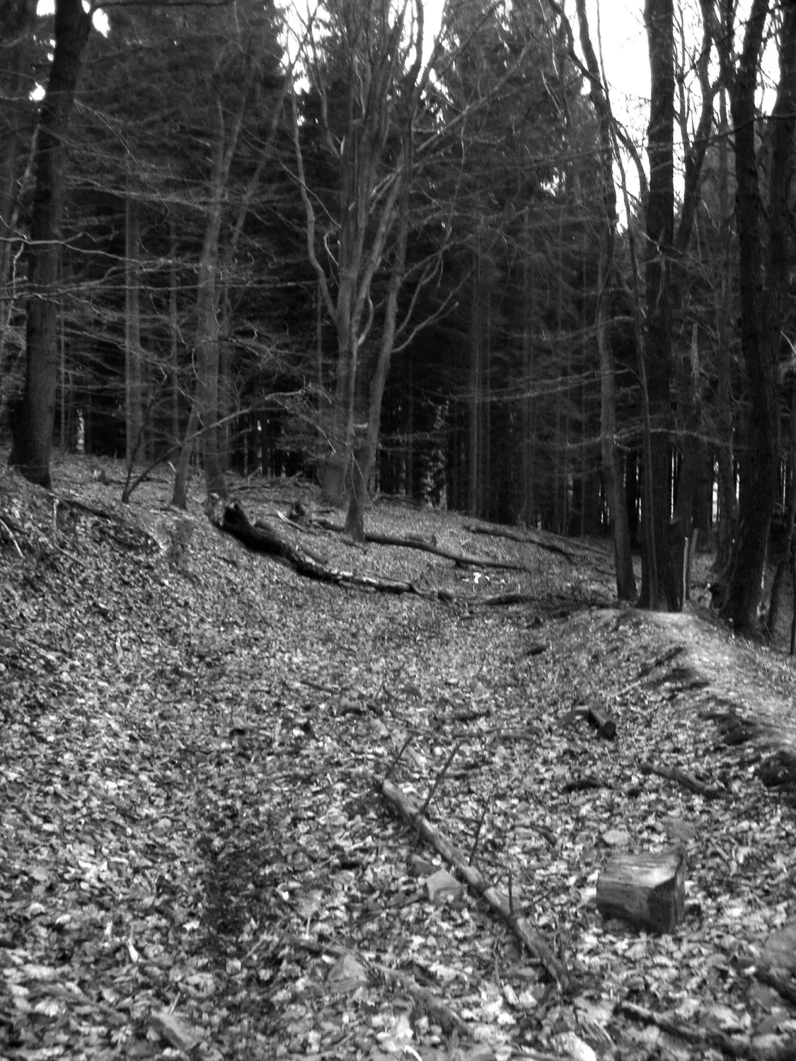 Wald von Trostorf 