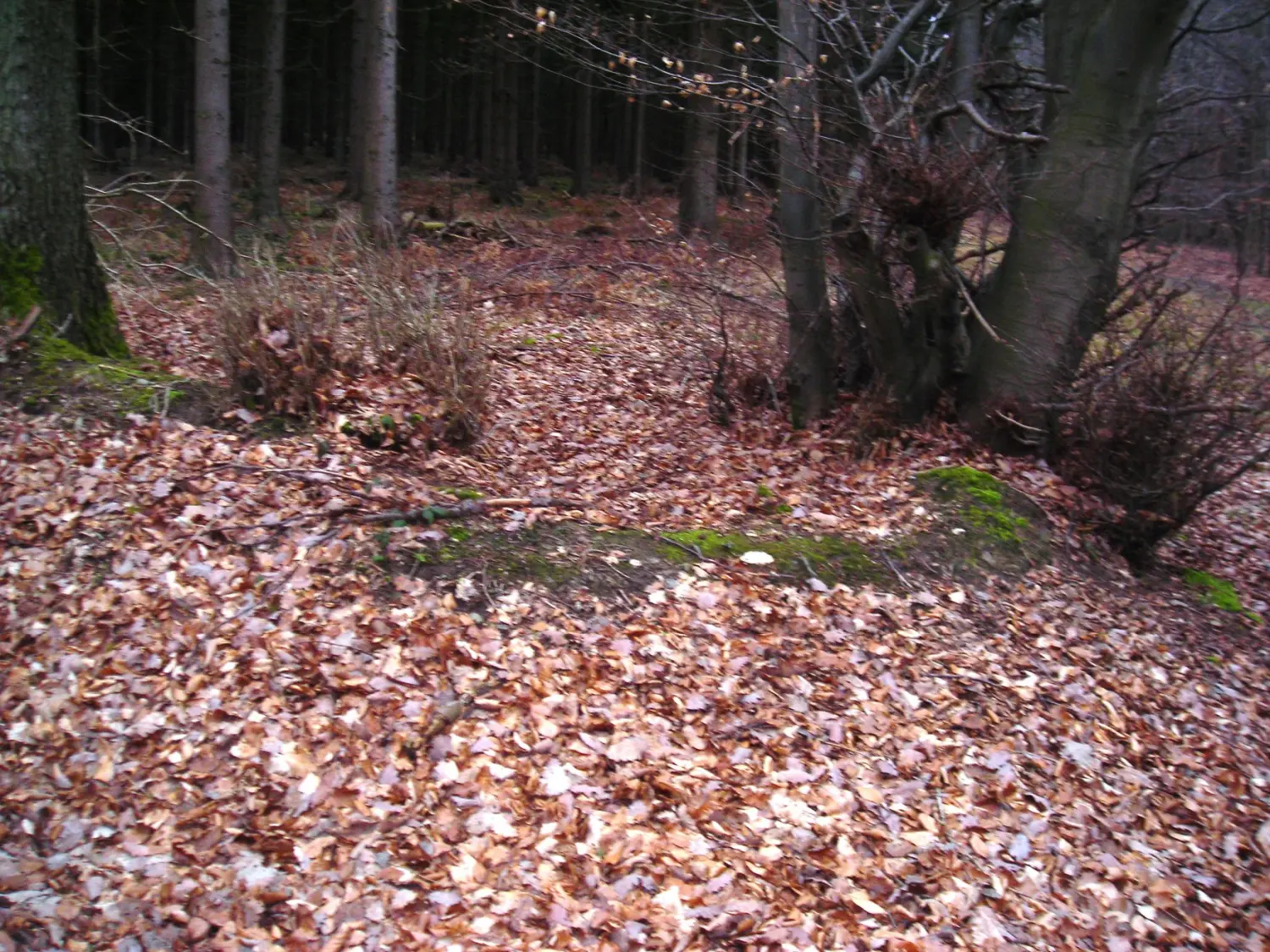  Dschungel von Trostorf 