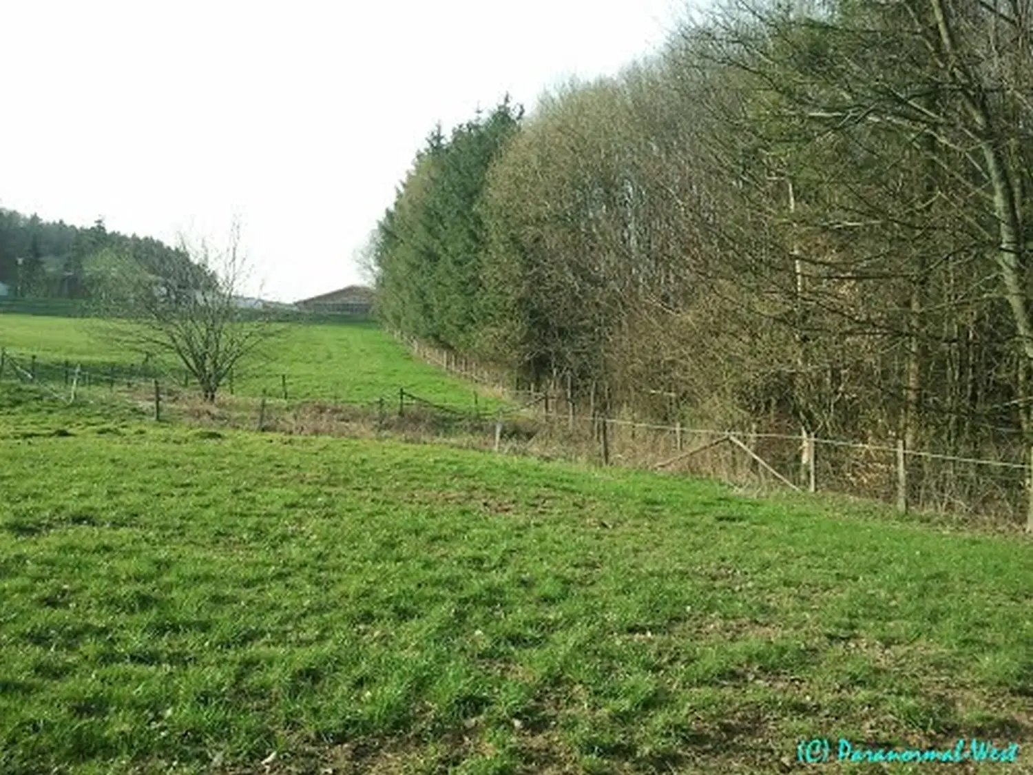 Wald von Trostorf 