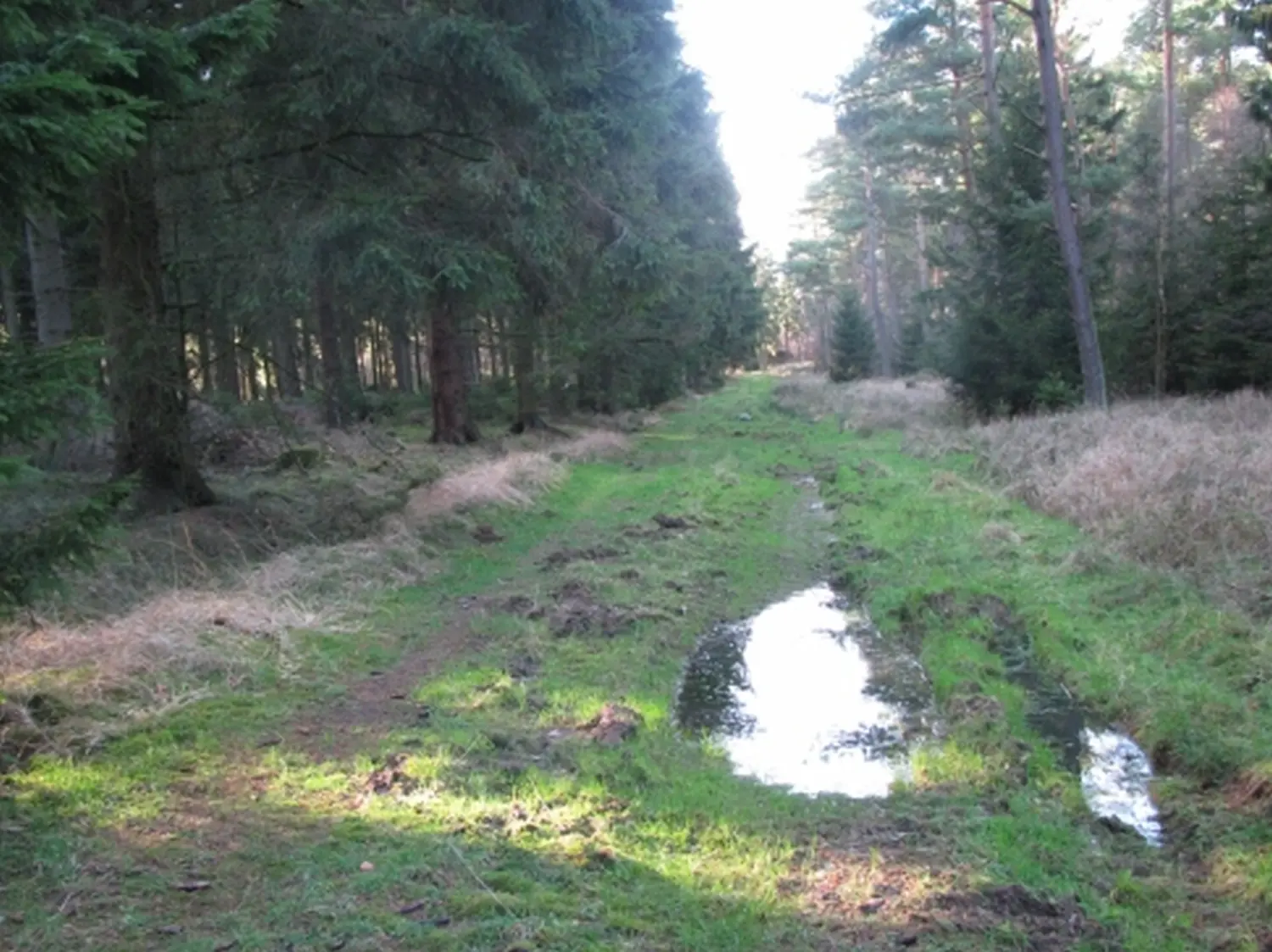 Wald von Trostorf 