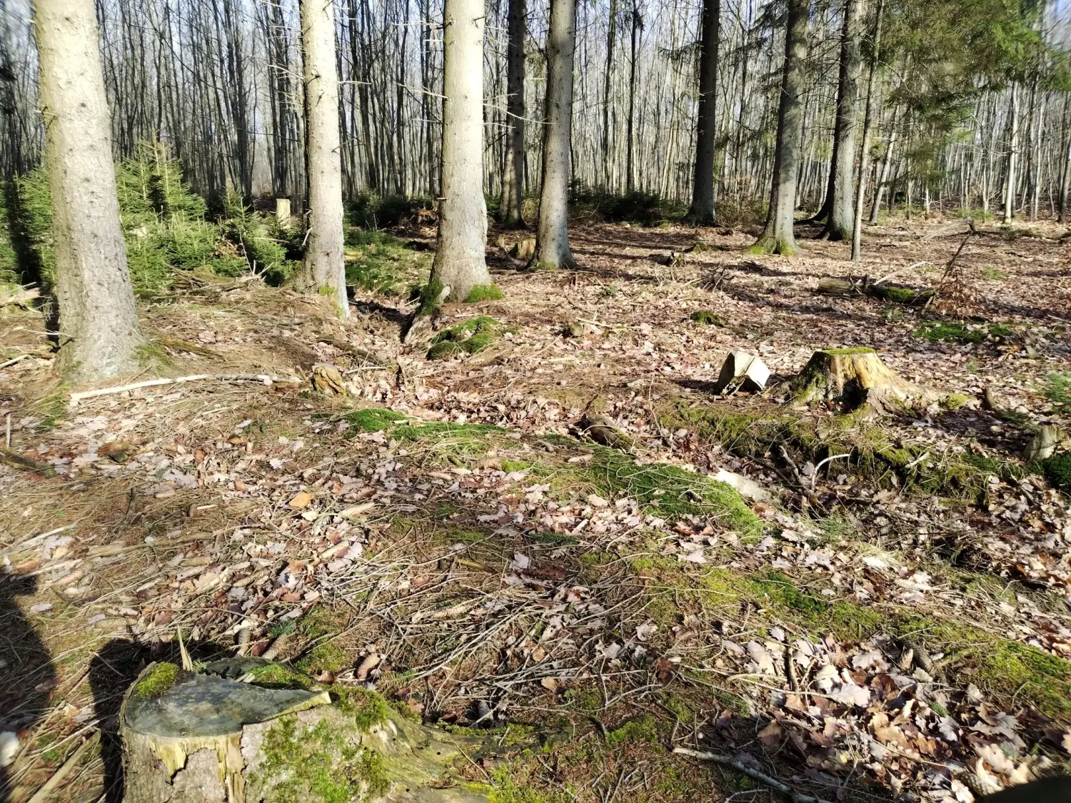 Wald von Trostorf 