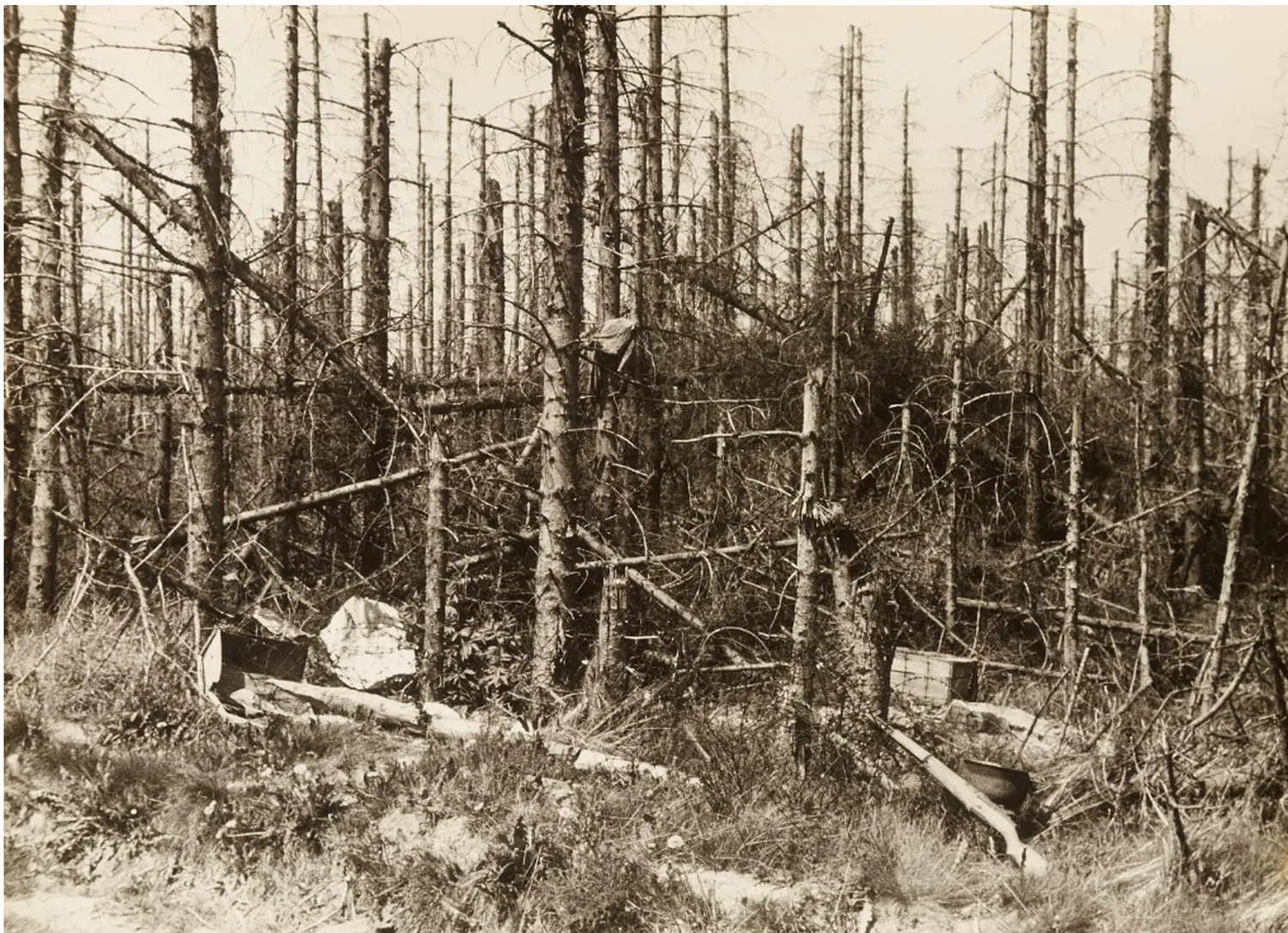 Wald von Trostorf 