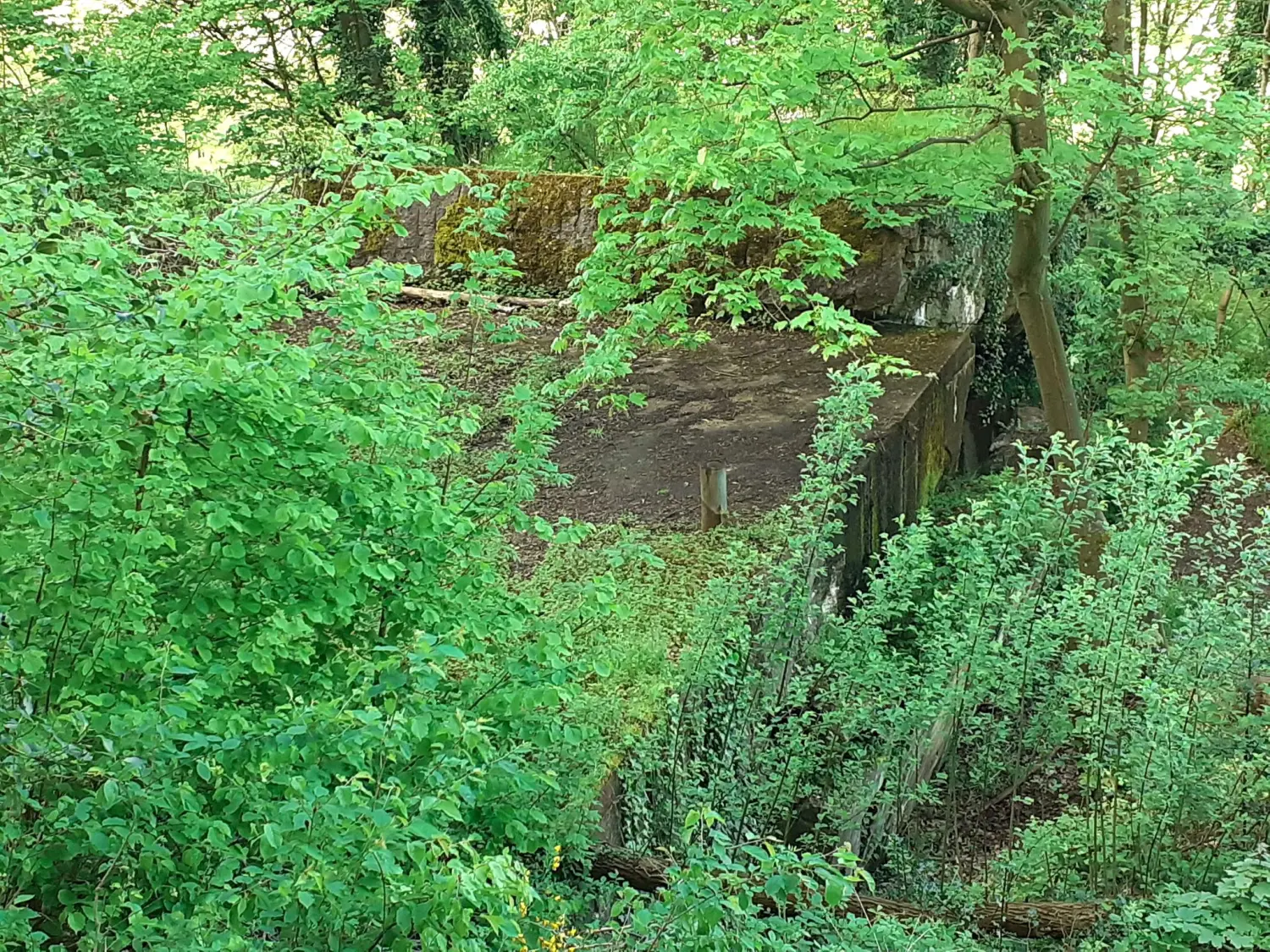 Wald von Trostorf 