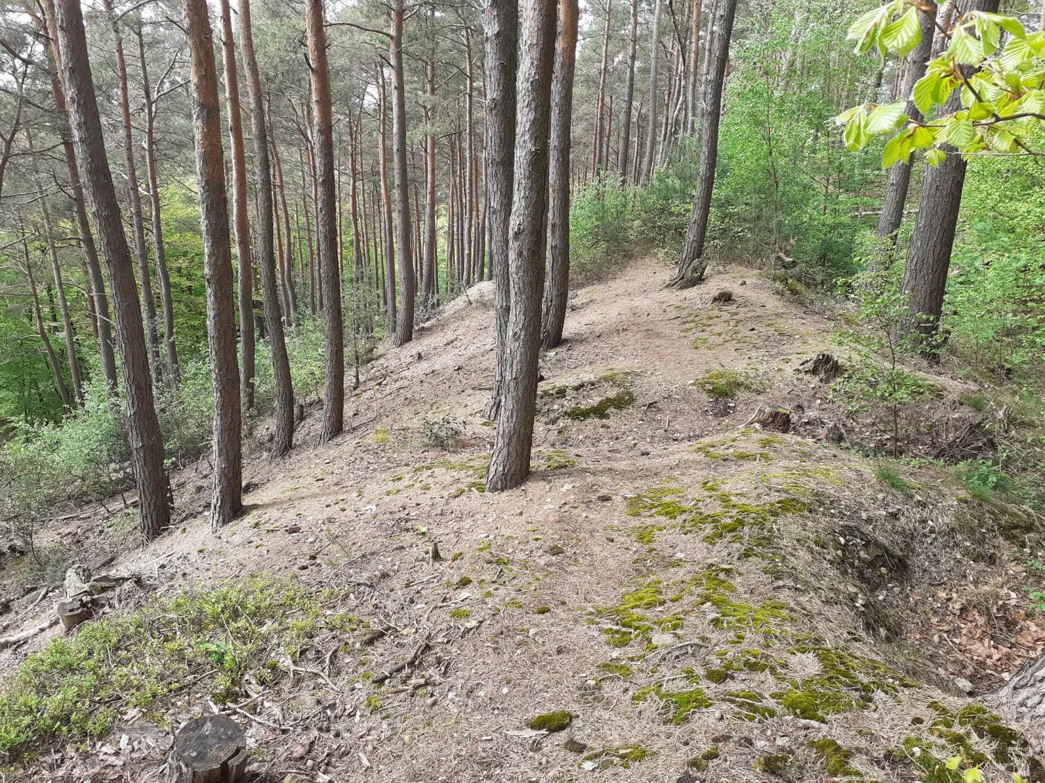 Wald von Trostorf 