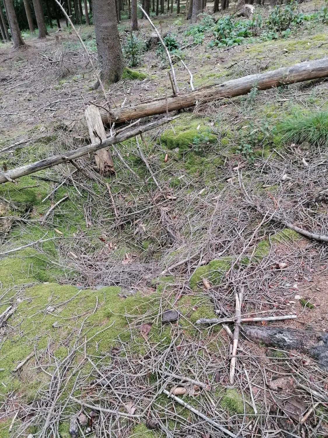Wald von Trostorf 