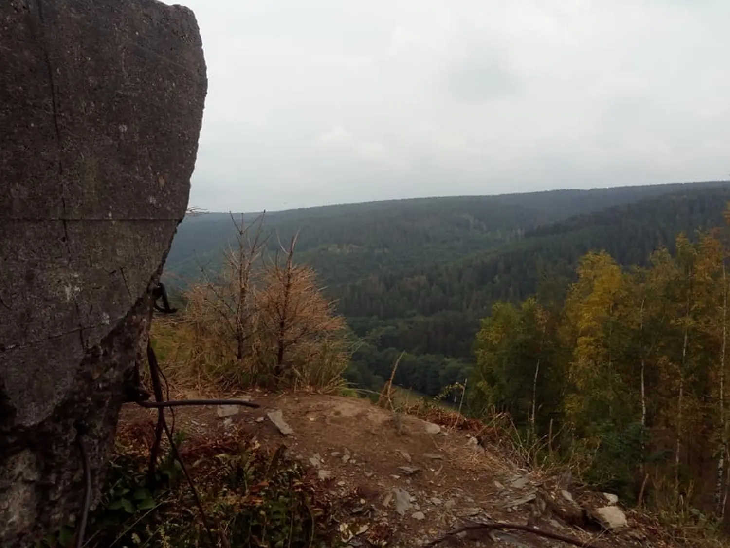 Wald von Trostorf 