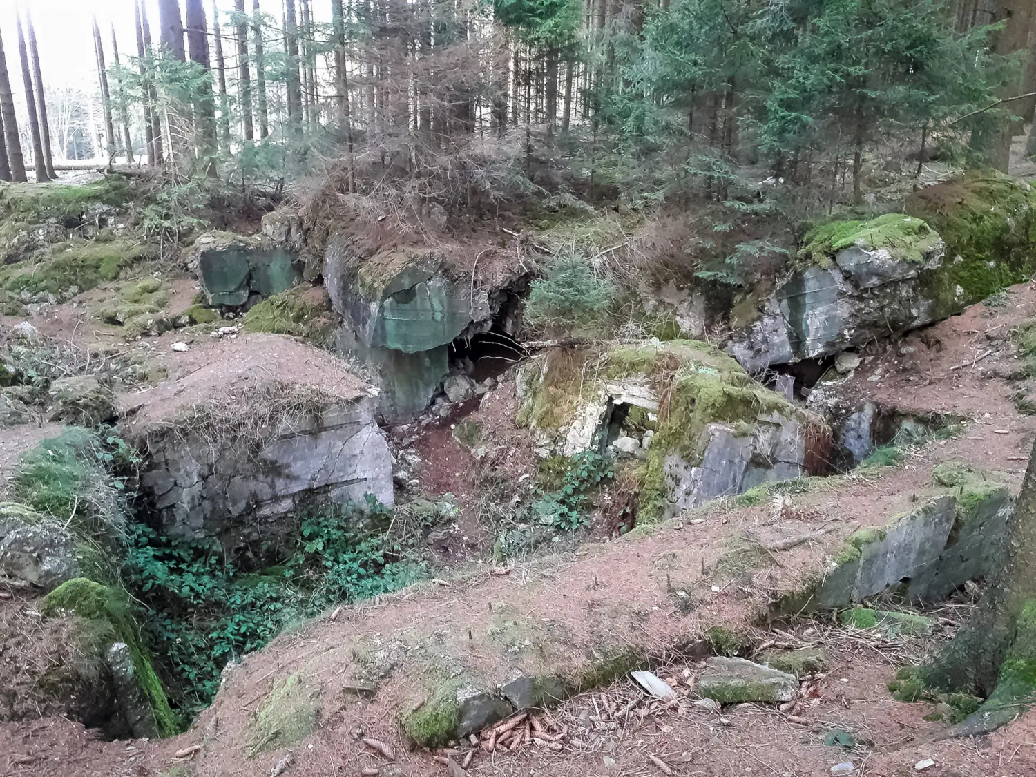 Wald von Trostorf 