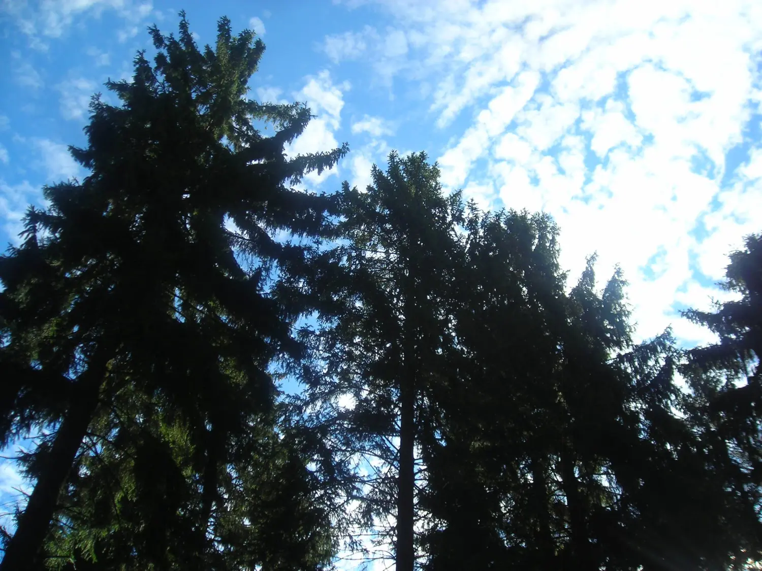 Wald von Trostorf 