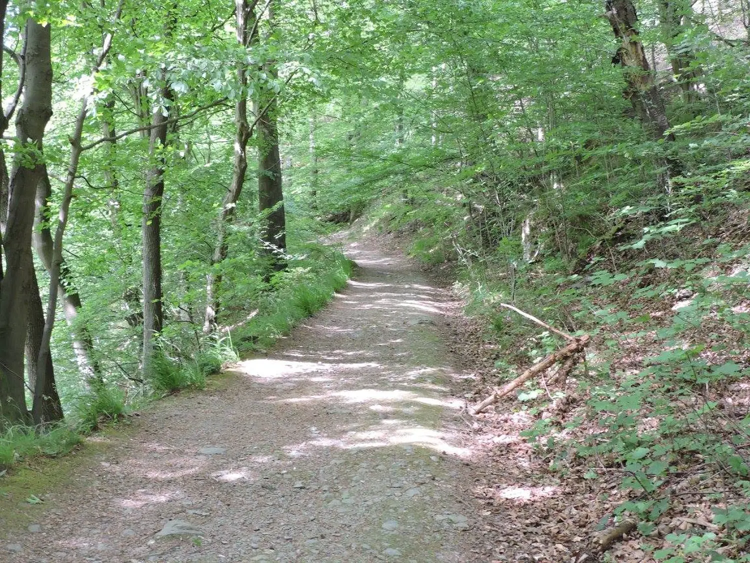 Wald von Trostorf 