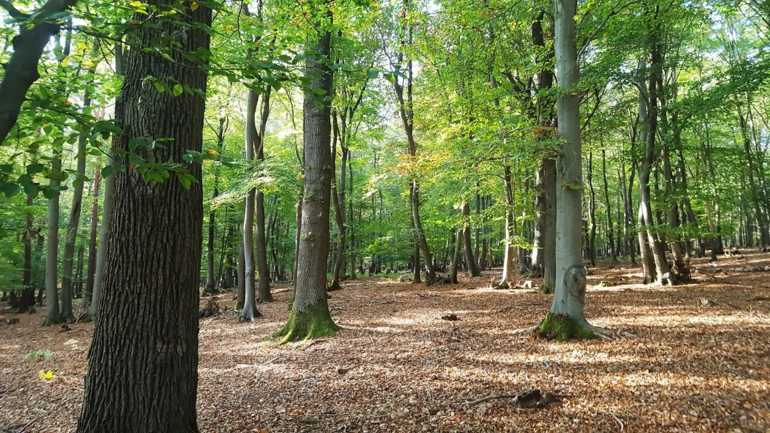 Tour 6 – Schevenhütte – Hamich von Trostorf 
