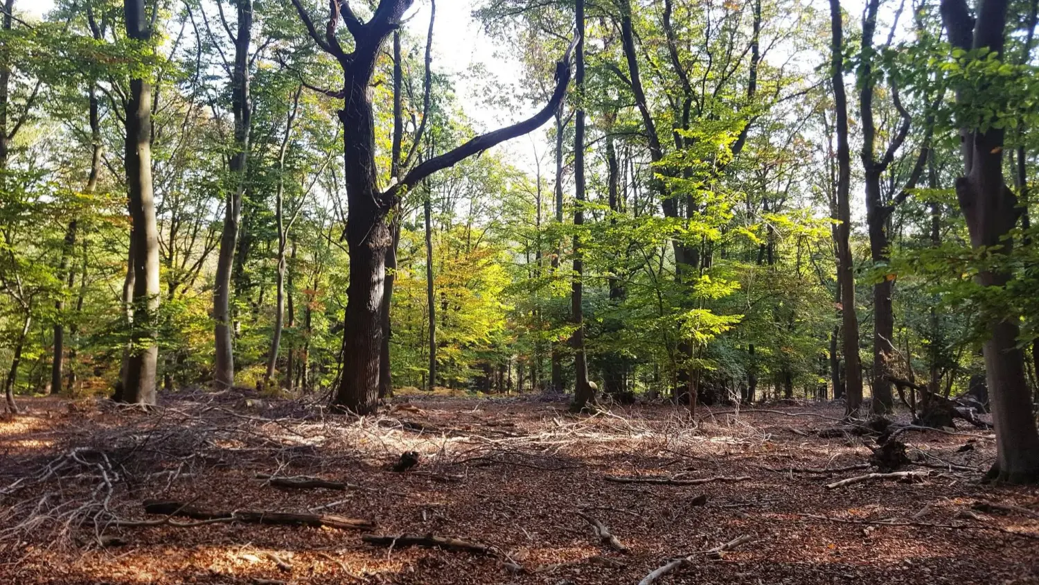 Wald von Trostorf 